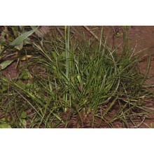 juncus castaneus sm.