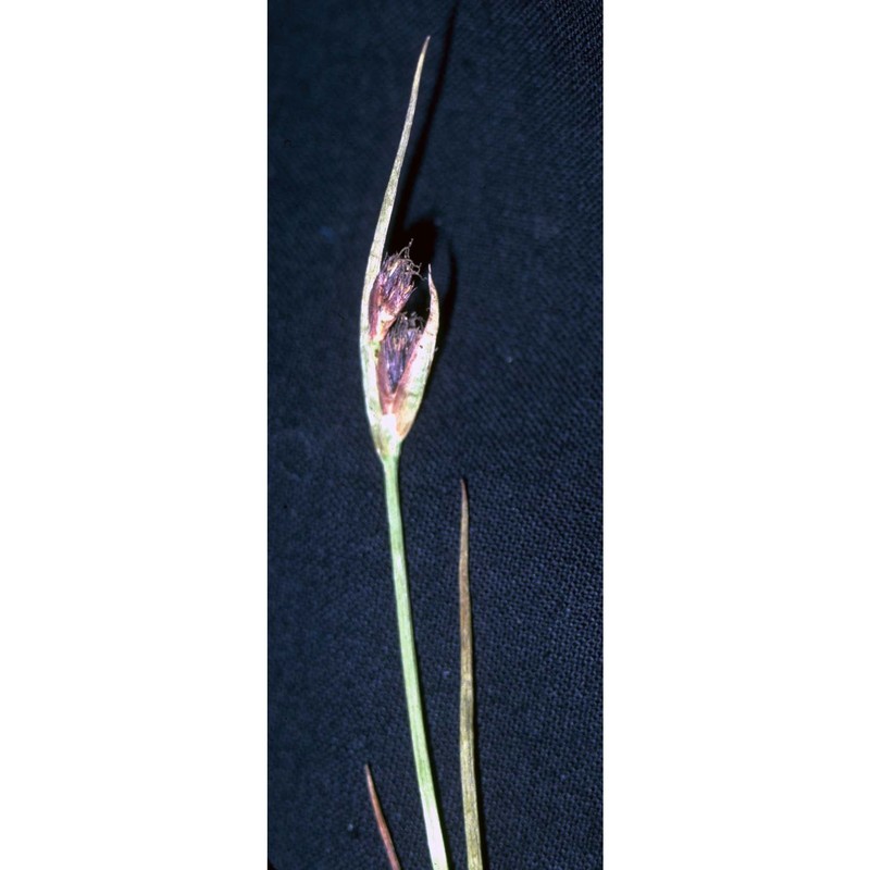 juncus castaneus sm.