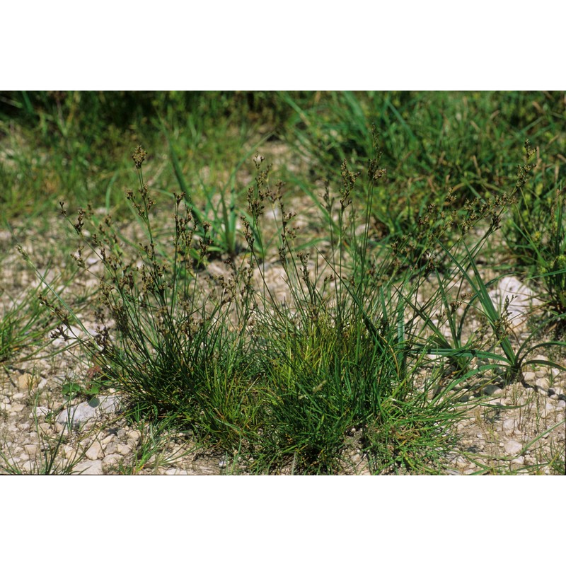 juncus compressus jacq.