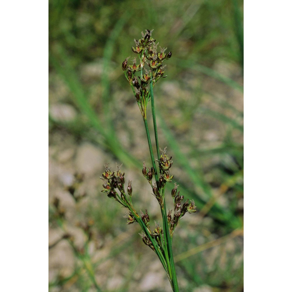 juncus compressus jacq.