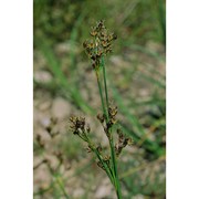 juncus compressus jacq.