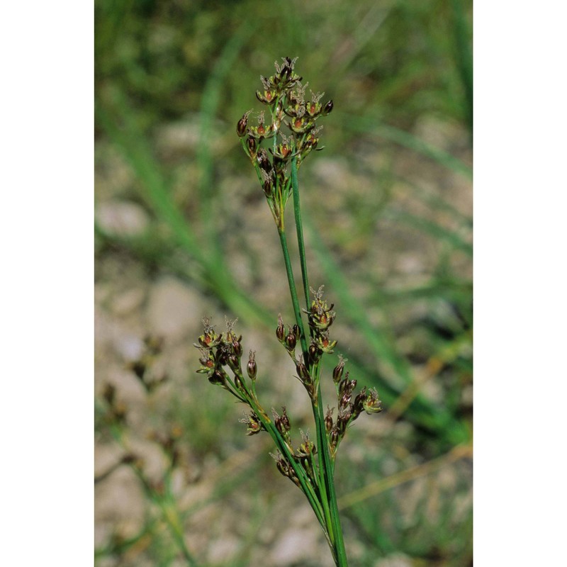 juncus compressus jacq.