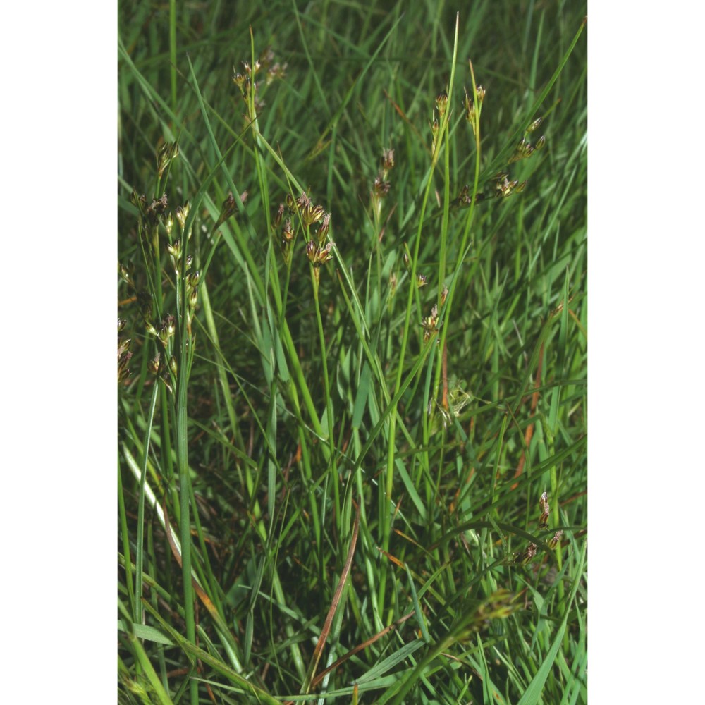 juncus compressus jacq.
