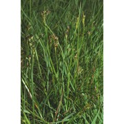 juncus compressus jacq.