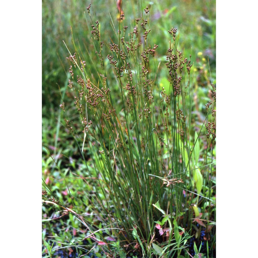juncus compressus jacq.