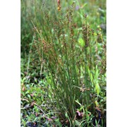 juncus compressus jacq.