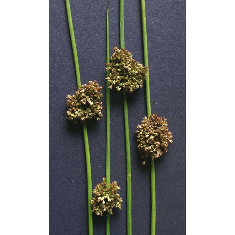 juncus conglomeratus l.