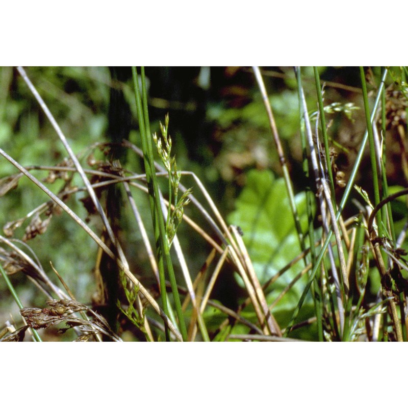 juncus depauperatus ten.