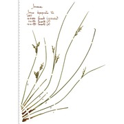 juncus depauperatus ten.