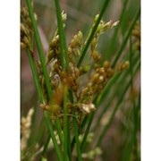 juncus depauperatus ten.