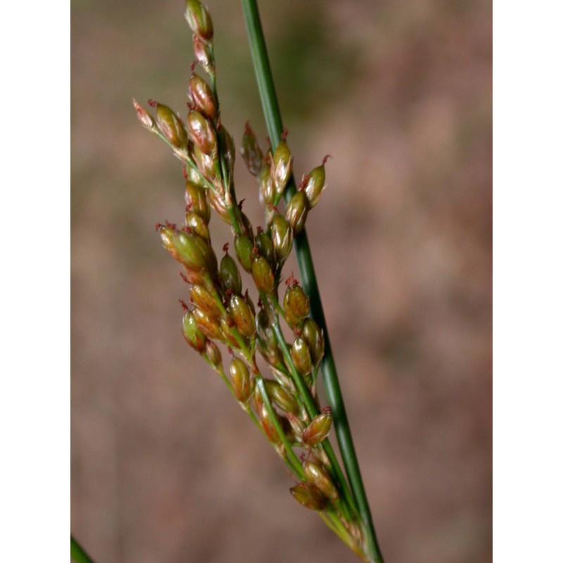 juncus depauperatus ten.