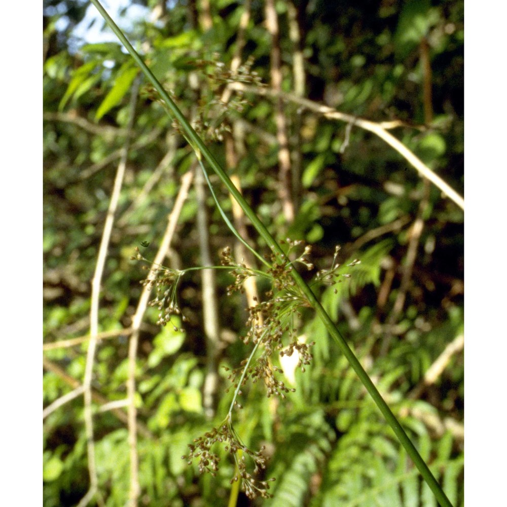 juncus effusus l.