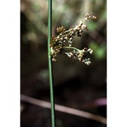 juncus effusus l.