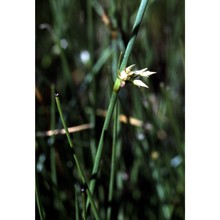 juncus filiformis l.