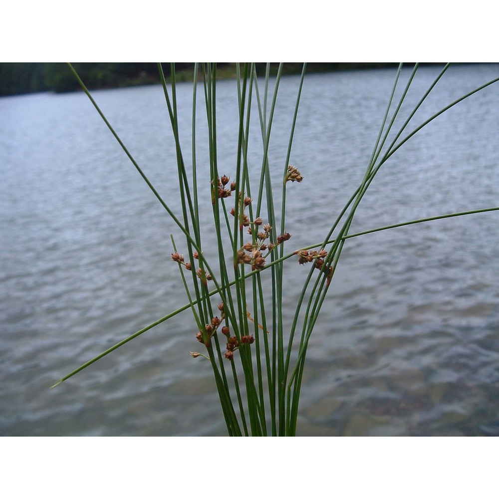 juncus filiformis l.