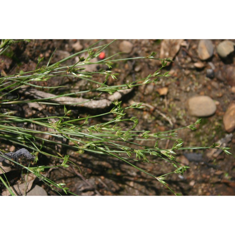 juncus foliosus desf.