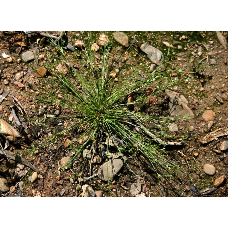 juncus foliosus desf.