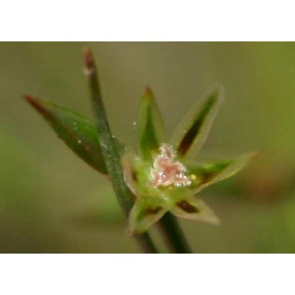 juncus foliosus desf.