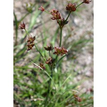 juncus fontanesii j. gay