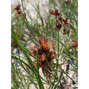 juncus fontanesii j. gay