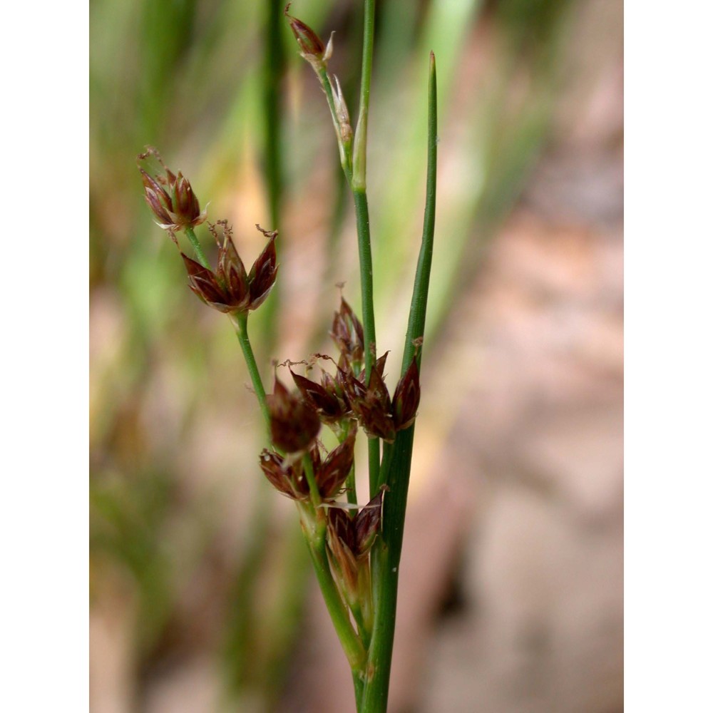 juncus fontanesii j. gay