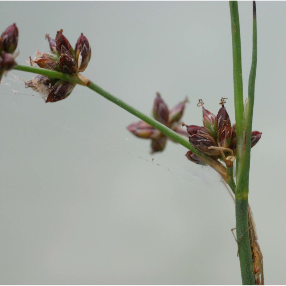 juncus fontanesii j. gay