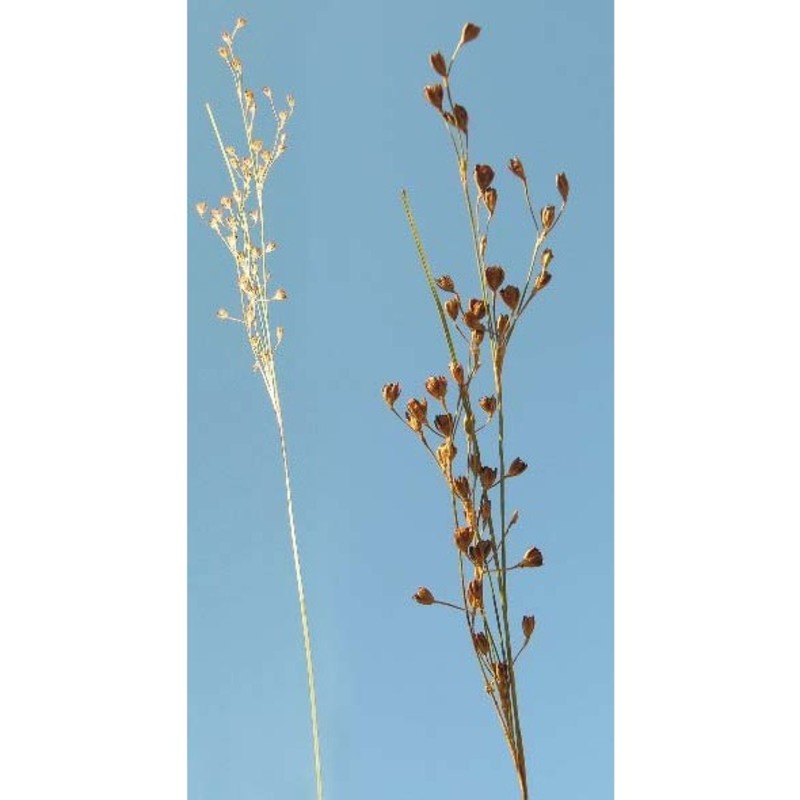 juncus gerardii loisel.