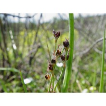 juncus heterophyllus dufour