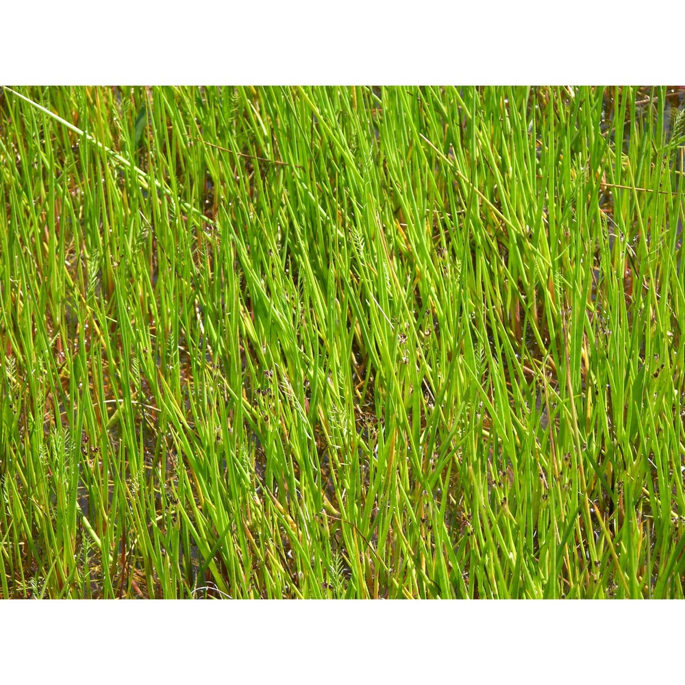 juncus heterophyllus dufour