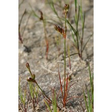 juncus hybridus brot.