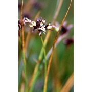 juncus jacquinii l.