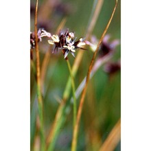 juncus jacquinii l.