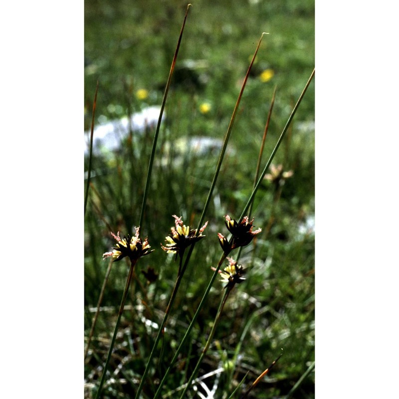 juncus jacquinii l.