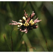 juncus jacquinii l.