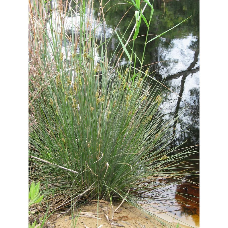 juncus littoralis c. a. mey.