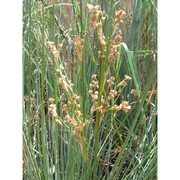 juncus littoralis c. a. mey.