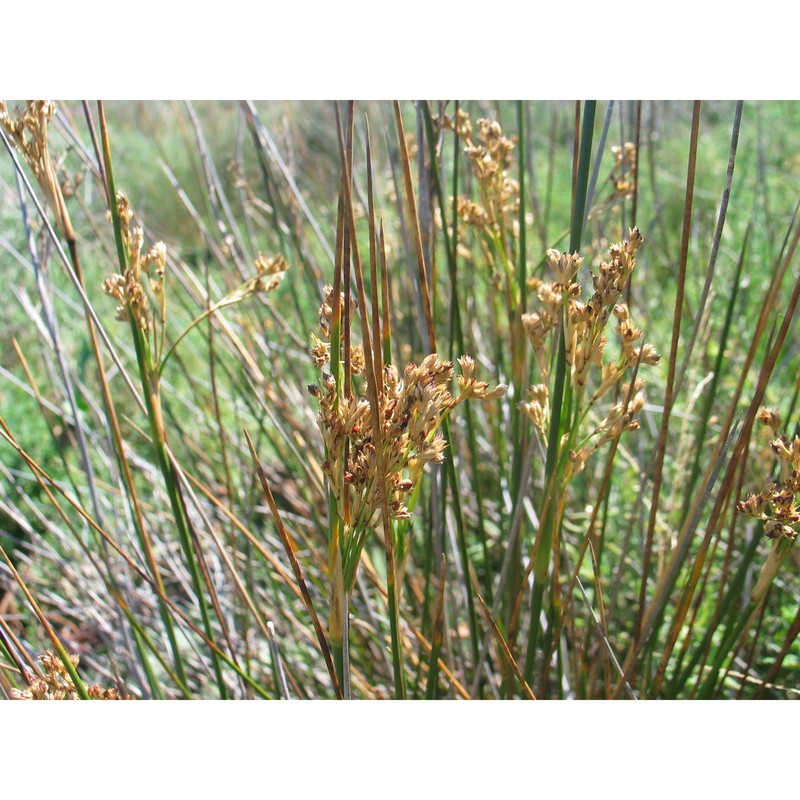 juncus littoralis c. a. mey.