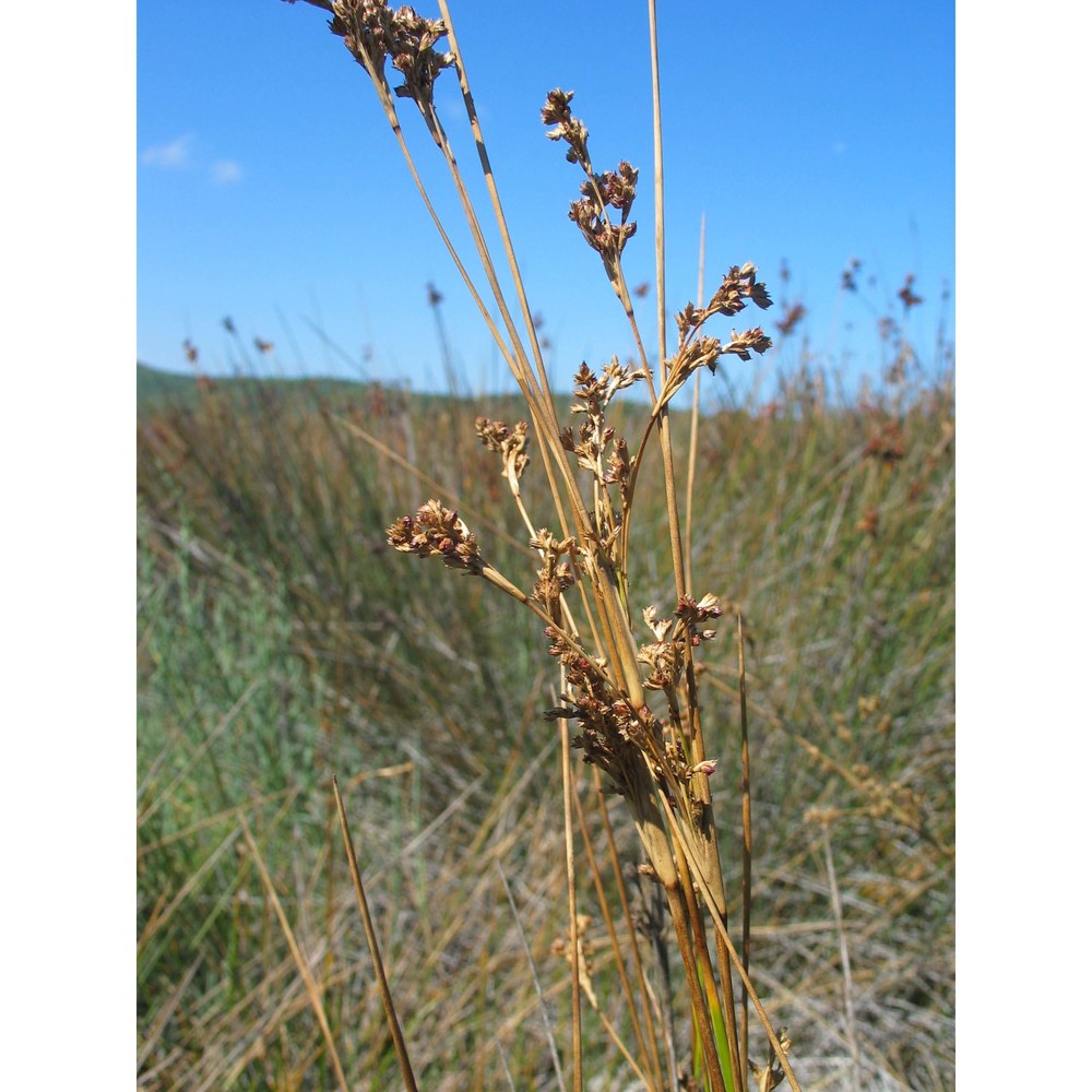 juncus littoralis c. a. mey.