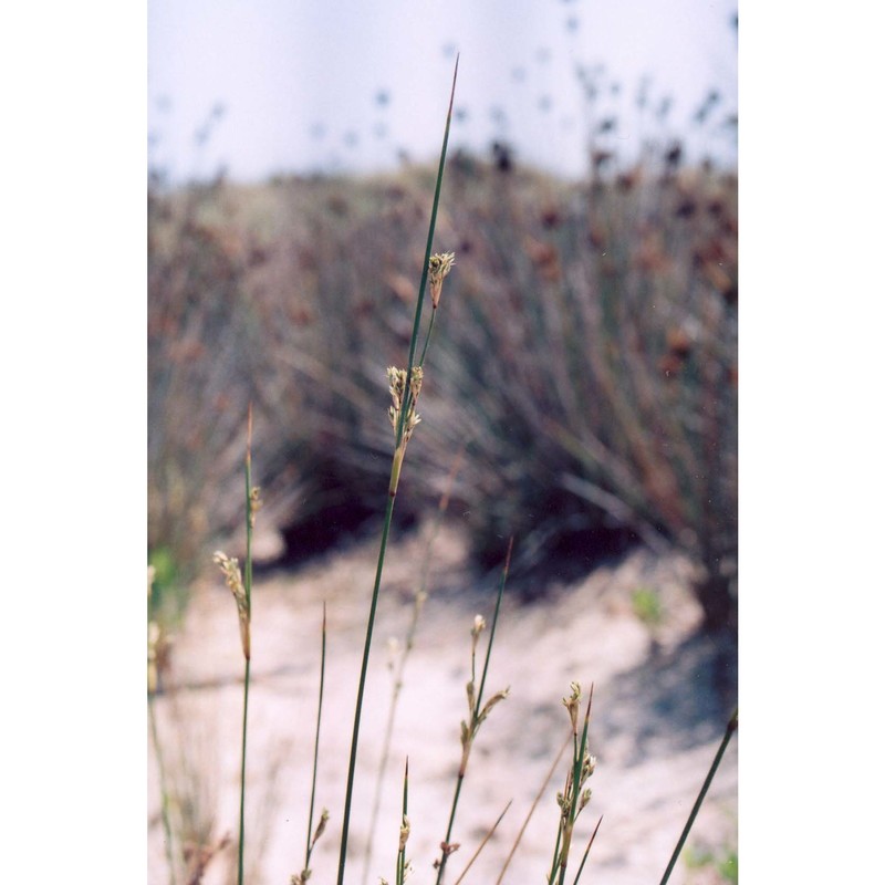 juncus maritimus lam.