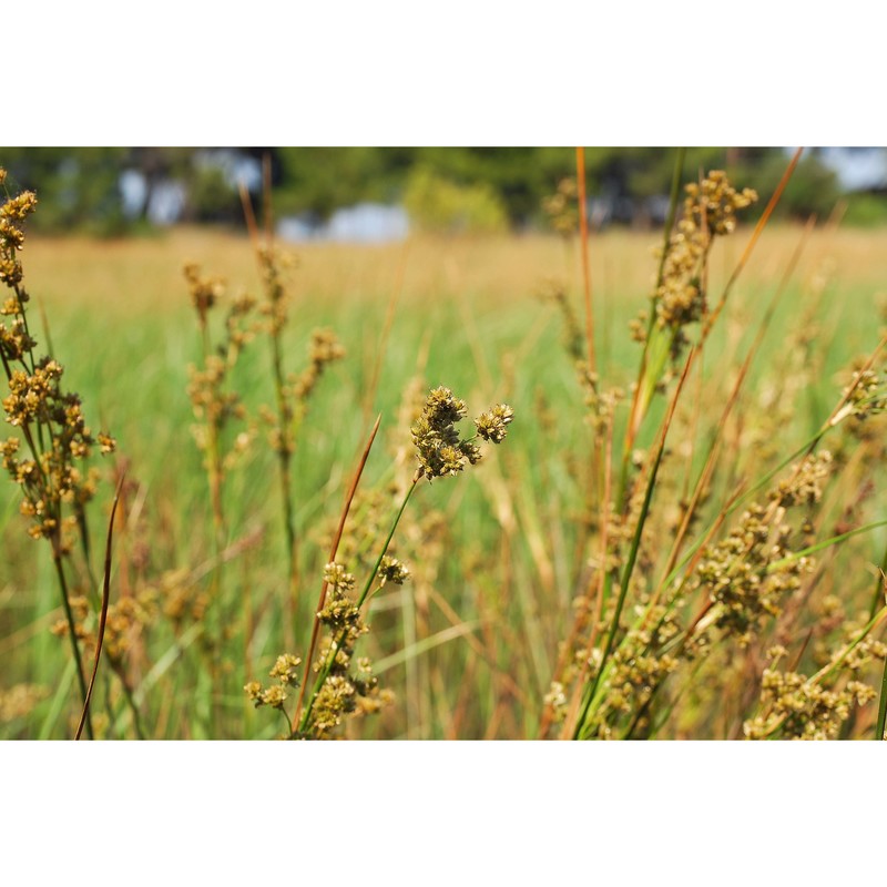 juncus maritimus lam.