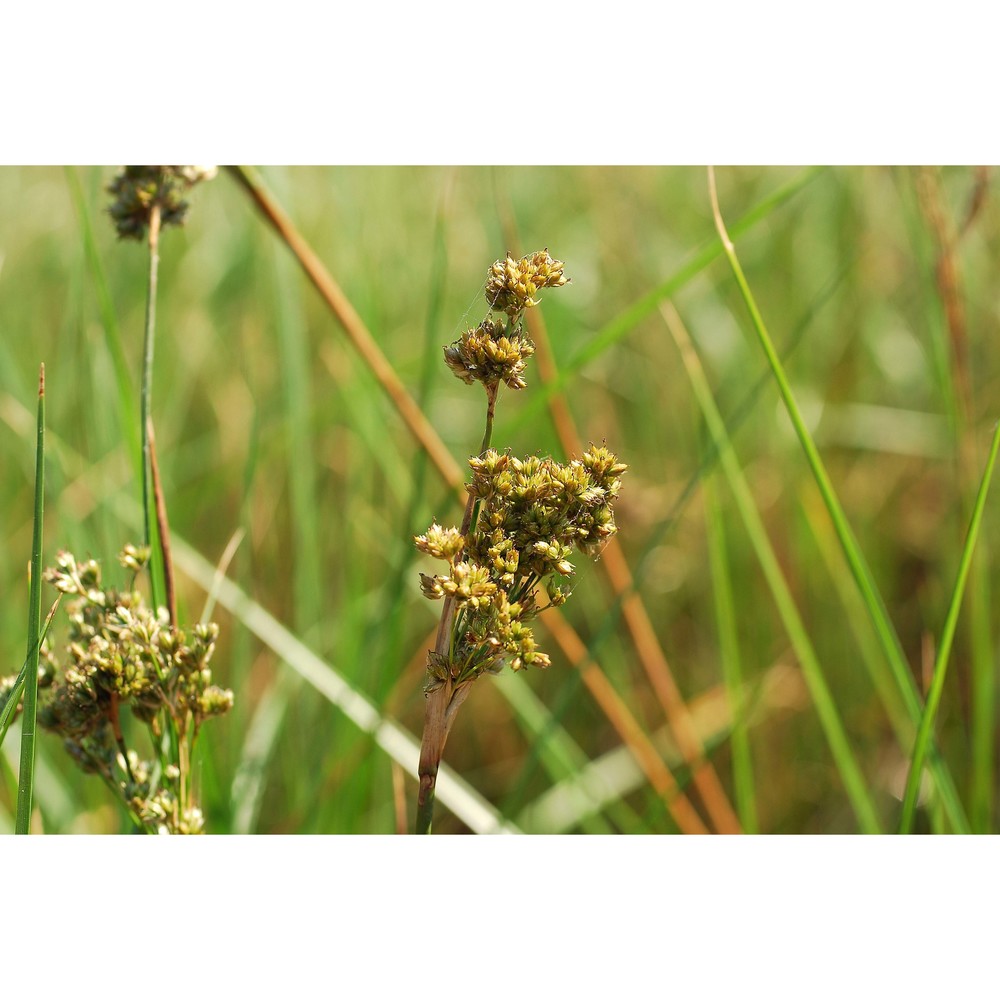 juncus maritimus lam.