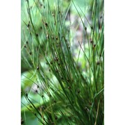 juncus monanthos jacq.