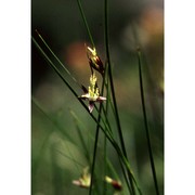 juncus monanthos jacq.