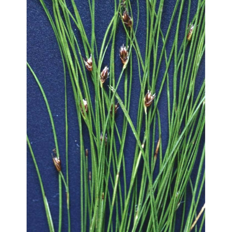 juncus monanthos jacq.