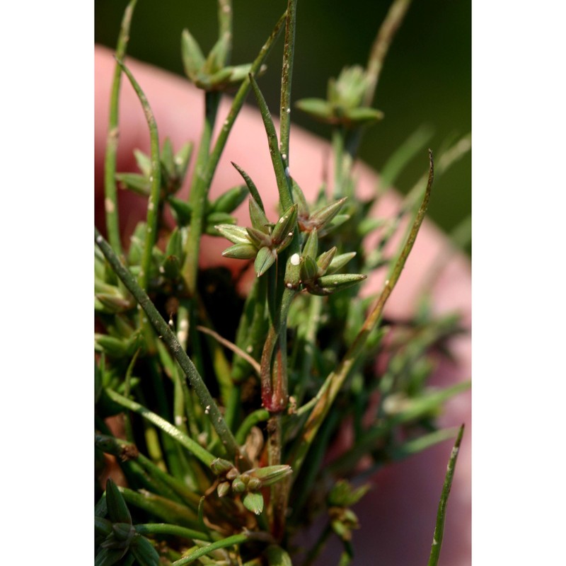 juncus pygmaeus rich. ex thuill.