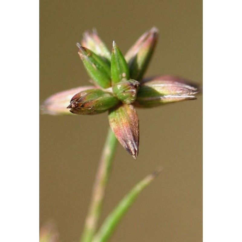 juncus pygmaeus rich. ex thuill.