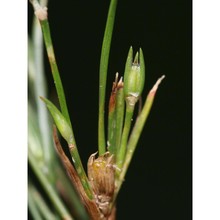 juncus ranarius songeon et e. p. perrier