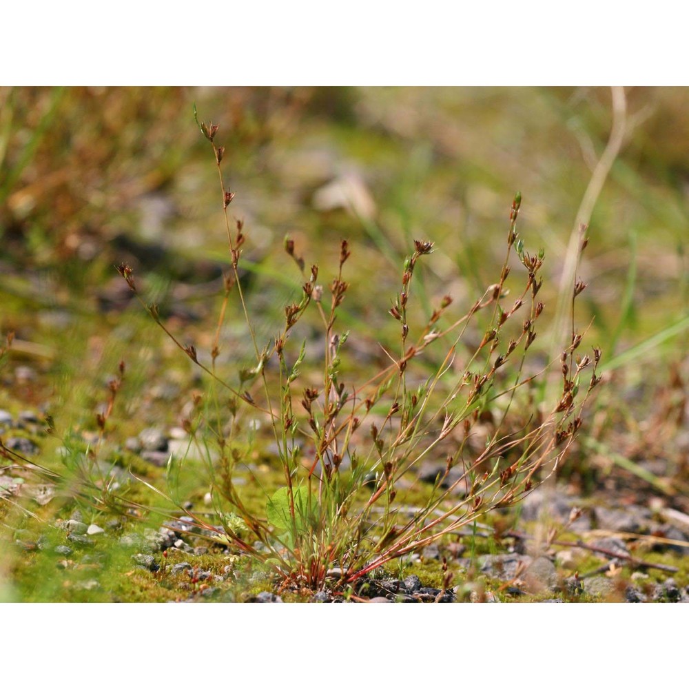 juncus ranarius songeon et e. p. perrier