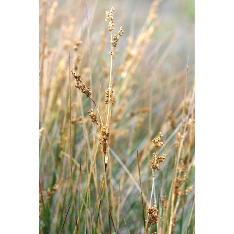 juncus rigidus desf.