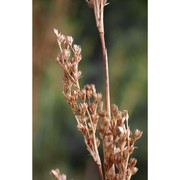 juncus rigidus desf.